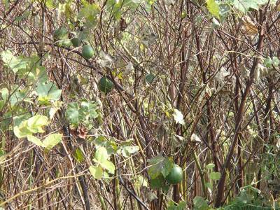 烏ウリ発見：鳥屋野潟ランニング＠新潟