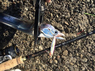 【バイヤー釣行記】メジャクラコラボロッド「アーバンソルト」で太刀魚ゲット！！