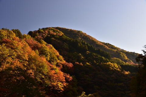 秩父の紅葉