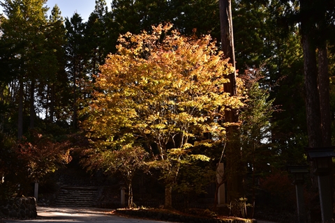 秩父の紅葉