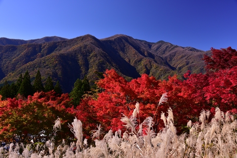 秩父の紅葉