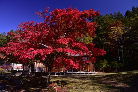 秩父の紅葉