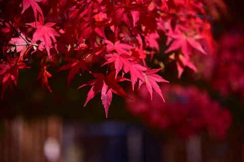 秩父の紅葉