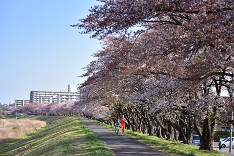 桜サイクル ～　多摩川