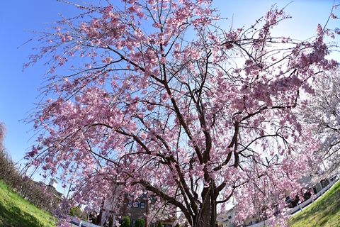 桜サイクル ～　多摩川