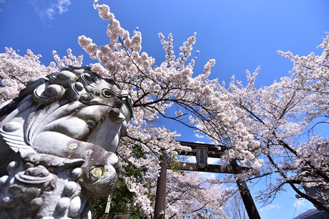 バサクラ