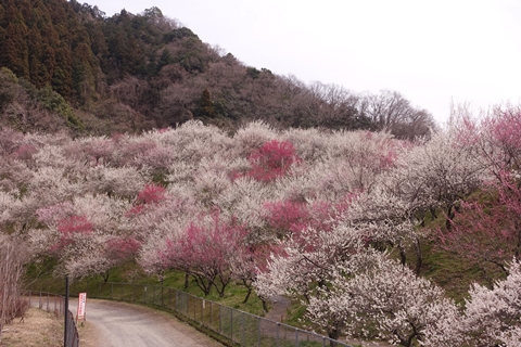 短距離トレーニング