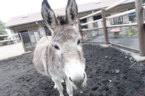 0泊2日で大島へ