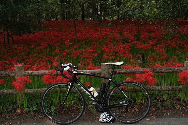 相変わらず自転車生活です