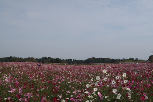 久々ですがぁ～キャンプ要素なしｗｗｗ