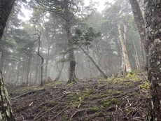 2024　第2回キノコ偵察（FJ山）：降雨の中ツガタケ採取！