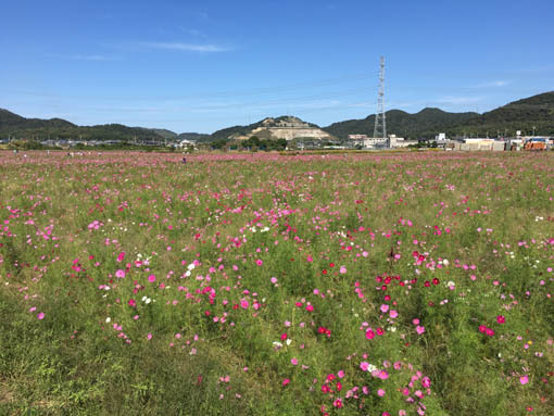 兵庫 コスモス畑巡り 小野 志方