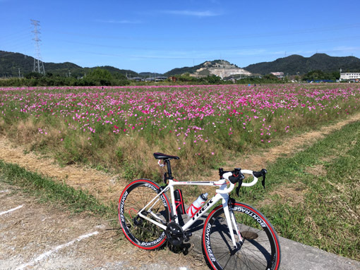 兵庫 コスモス畑巡り 小野 志方