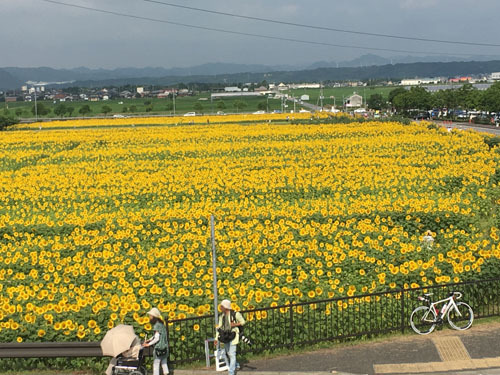 ひまわりの丘公園　ひまわりめっちゃよかった♪