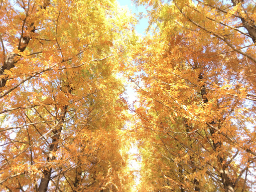 紅葉を見に播磨科学公園都市へ メタセコイア並木を見に行くライド