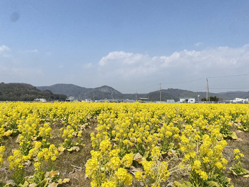 たつの市御津町　菜の花　2022