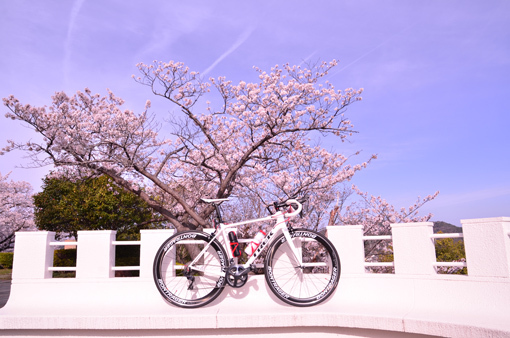 姫路 手柄山 桜