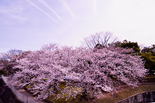 姫路 市役所 外堀川 桜