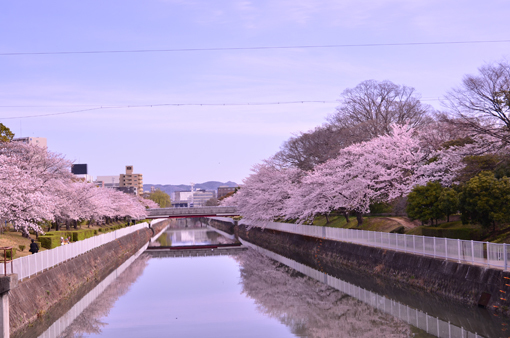 姫路 市役所 外堀川 桜