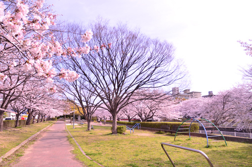 姫路 市役所 外堀川 桜