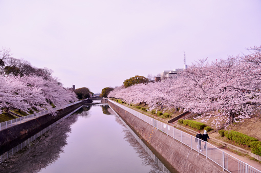 姫路 市役所 外堀川 桜