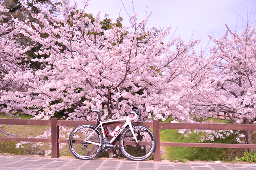 桜　ロードバイク