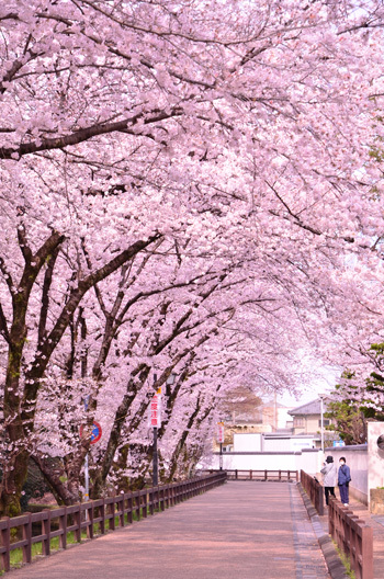 姫路 姫路城 桜