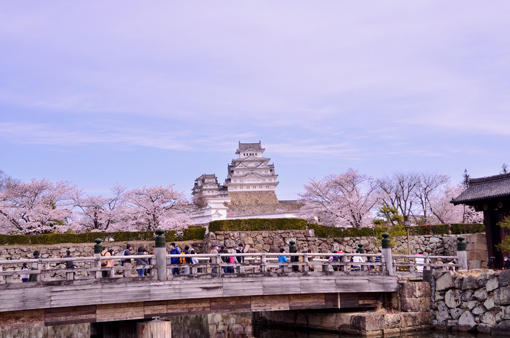 2022 姫路城 桜 春