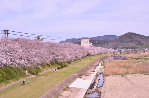 桜 姫路 夢前川