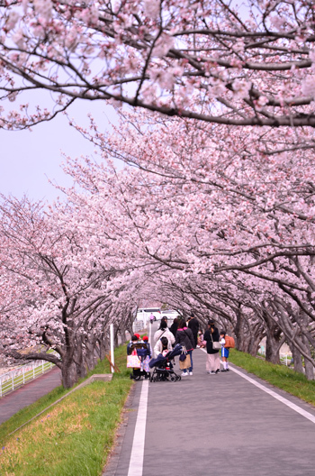 夢前川 桜のトンネル