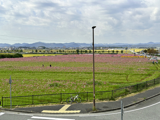 2022 ひまわりの丘公園 コスモス