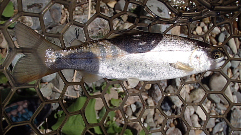 鏡ヶ池　と　渓流