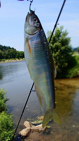 魚沼　ウグイ調査隊（自称）と言いながら釣り遊び！