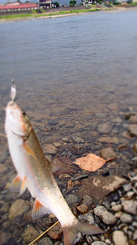 魚沼　ウグイ調査隊（自称）と言いながら釣り遊び！