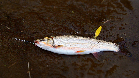 魚沼　ウグイ調査隊（自称）と言いながら釣り遊び！