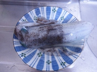 今年最初で最後（？）の釣りに行きました
