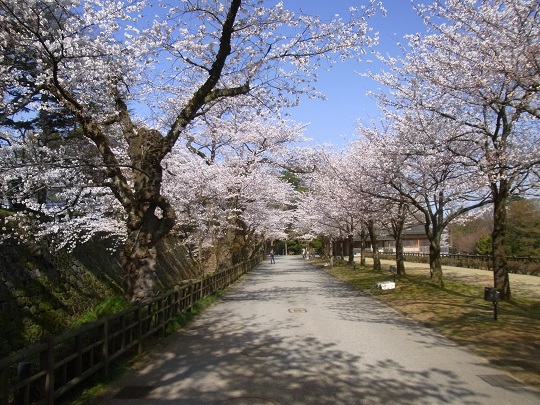 兼六園の桜が満開！