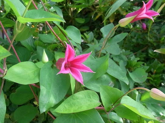 庭の花