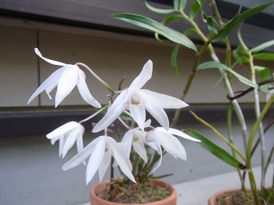 庭の花