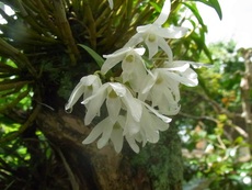 庭の花