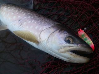 濁りの中のアメマス釣り