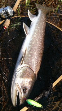 アメマス80cm！ 2015/04/25 17:59:33