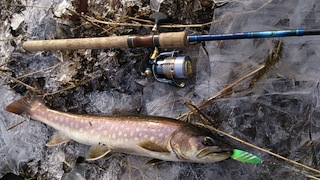 良型アメマス