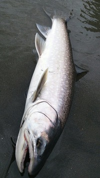海アメ70up連発！ 2014/05/11 13:16:10
