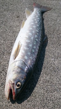 動き出した海アメ！ 2014/08/28 14:58:52