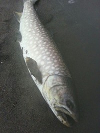 道東の海アメ、大型爆釣！ 2014/09/01 06:18:00