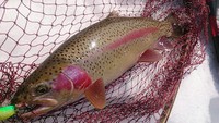 アメマス釣りで…まさかの！ 2015/03/17 17:29:17