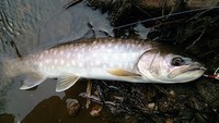 アメマス釣りにはウェイト判断も重要 2015/03/24 17:52:44