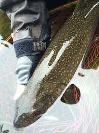 中禅寺湖・レイクトラウト遠征！＜その２＞ 2015/04/07 15:52:48