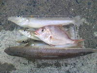 そして天草 2008/11/02 22:24:41